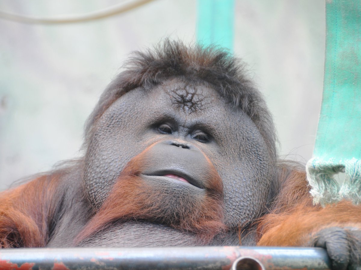 Twitter 上的 神戸市立王子動物園 公式 オランウータンのムム 7月日より 資料館の特別展 王子動物園あかちゃん物語 を開催予定ですが ムムのお話もご紹介する予定です 神戸市 Kobecity 王子動物園 動物園 Zoo ボルネオオランウータン T Co
