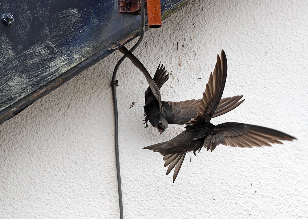 andyjonesfoto1's tweet photo. Swifts practising approaches and departures from the eaves of the Greystones fish &amp; chip shop this morning, Greystones Road, Sheffield - 10th July 2019 @Natures_Voice @_BTO #Greystones #Sheffield #swift #swifts #screamingparty https://t.co/gpaCKm5I4V
