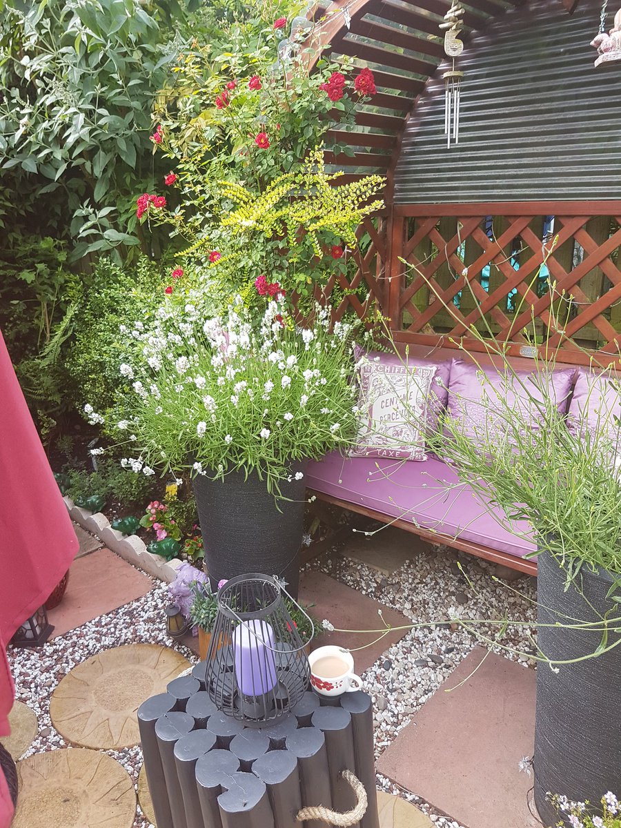 A lovely not to hot morning, the smell of the lavender roses etc just beutiful, have a lovely day to you all xx