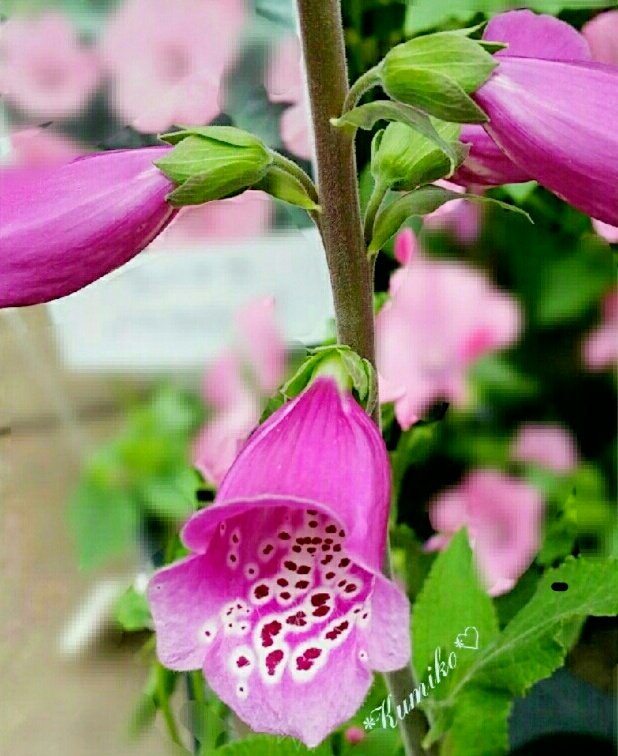 Bluepoppy Bluestar 7月10日 これは ホタルブクロ ジキタリス や カンパニュラ の ように ホタルブクロに似た花 が あるけど これは何だろう 花のある暮らし 花写真 はなまっぷ お写んぽ ピンクの花 ヒョウ柄の花 チーター柄の花