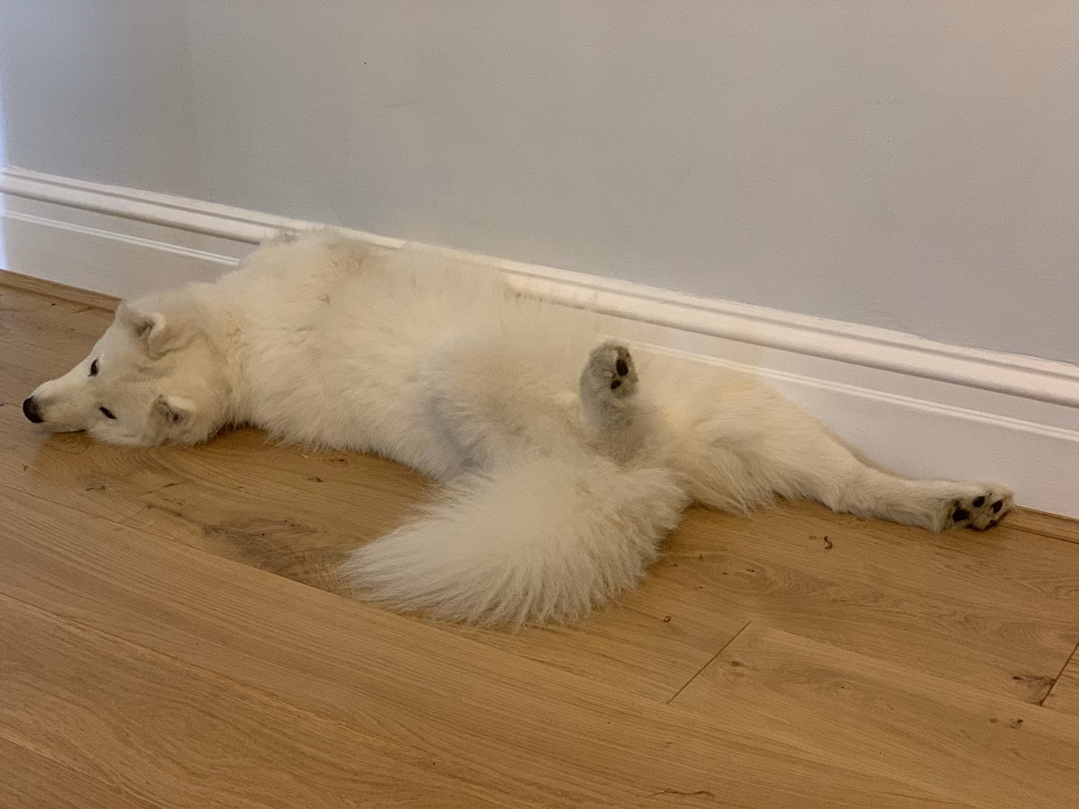 twostraws's tweet image. Everyone is tired after #HackingWithSwiftLive 😅