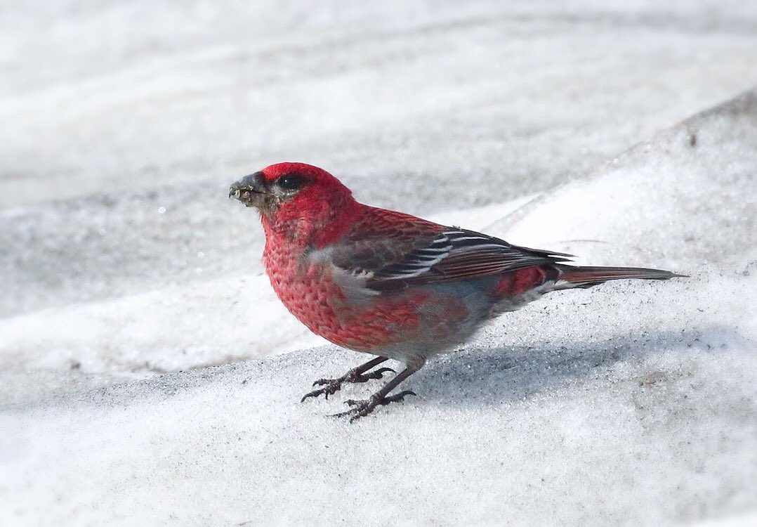 非公式 P Yamanoue 非公式 ギンザンマシコさん Japan 北海道 Hokkaido 上川町 Kamikawacho Discoverkamikawacho 層雲峡 層雲峡温泉 Sounkyo Sounkyoonsen 大雪山 Daisetsuzan 銀泉台 赤岳 黒岳