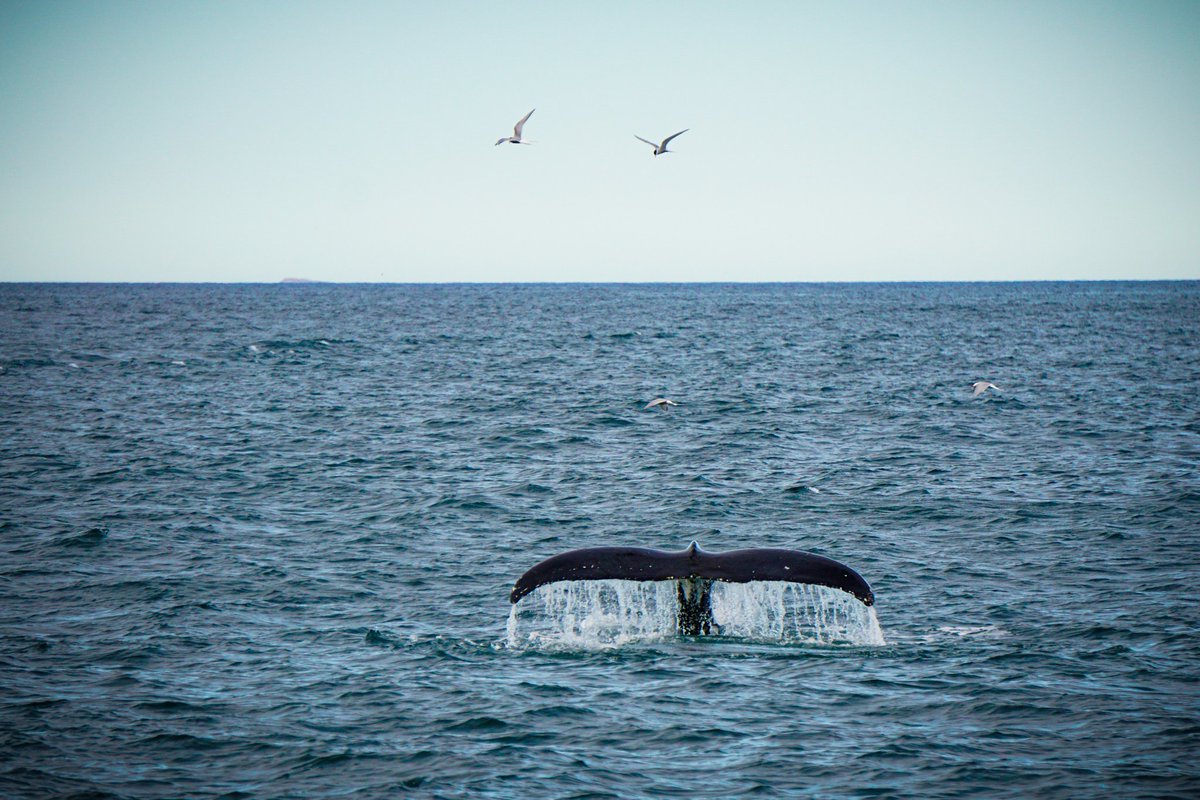 Focas, frailecillos, delfines y ahora ballenas... Este #beatslandia está siendo muy salvaje! #Islandia #enfurgomolamas con <a href="/CampEasyIceland/">CampEasy</a>