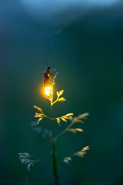 SyskaWorld's tweet photo. Romance or survival, light helps with both! Fireflies use light to locate mates, and vampire squids use it to hide themselves from prey. #LightFacts #SaturdayThoughts #SyskaLED https://t.co/h9iYTKrZHh