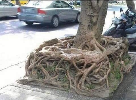 fyndol's tweet photo. Could this be the square root I hear teachers talk about? 💁 https://t.co/dN4A8HhVVr