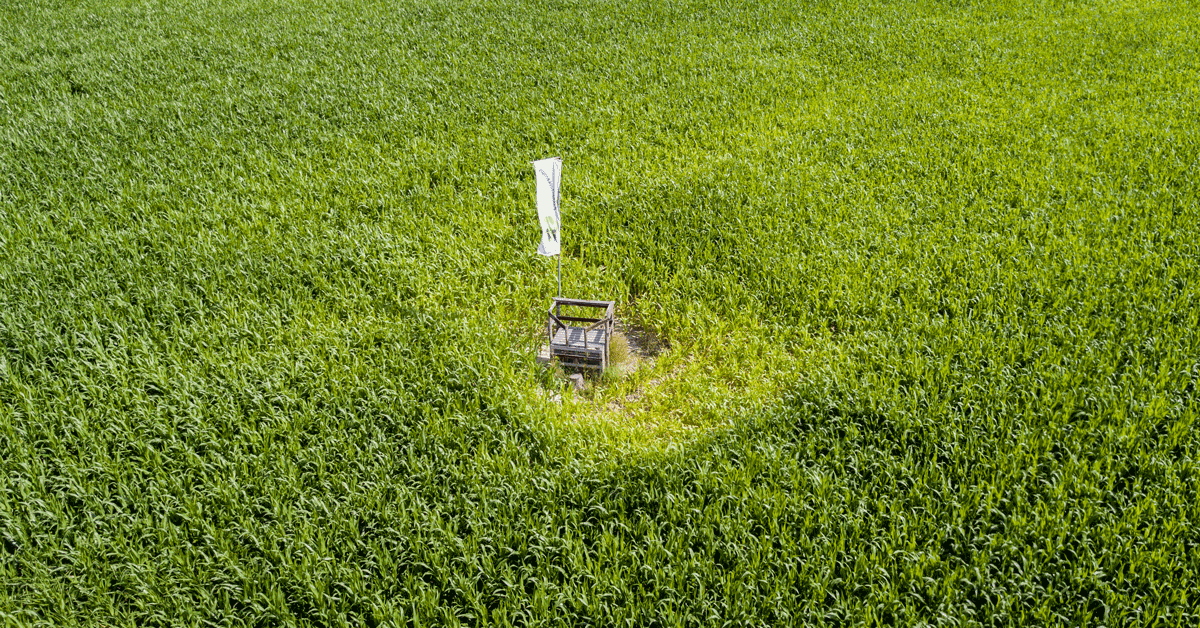Op dinsdag 16 juli wordt om 16.00 uur het Maisdoolhof feestelijk geopend in Nobelhorst. De 10 kinderen die daarna als eerste de vlag vinden, krijgen een gratis kinderpannenkoek en limonade bij <a href="/Smullenspelen/">Smullen</a>! Zien we je daar?