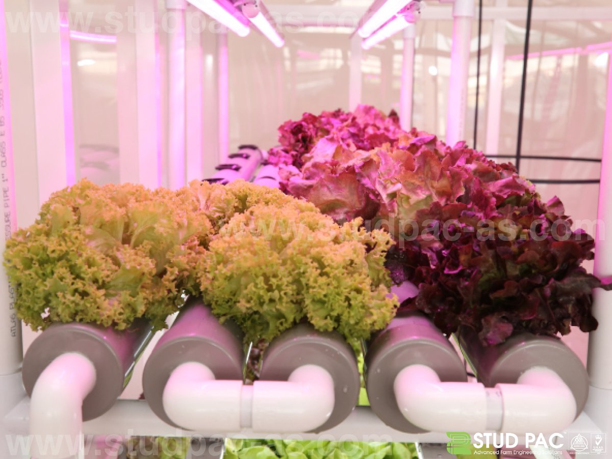 studpacas's tweet photo. Stud Pac || Advanced Farm Engineering Solutions || +971561637077 || info@studpac-as.com || https://t.co/KbVabRbnqn https://t.co/91qWzykcrA