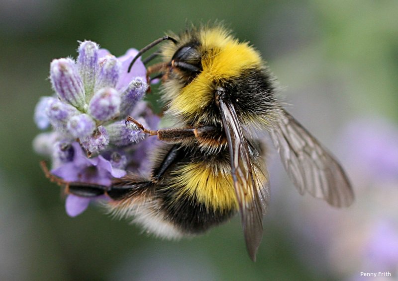 It's #DontStepOnABeeDay! (which is also everyday)
There are plenty of ways to help our buzzing friends in the garden: wildlifetrusts.org/sites/default/… 🐝🐝🐝