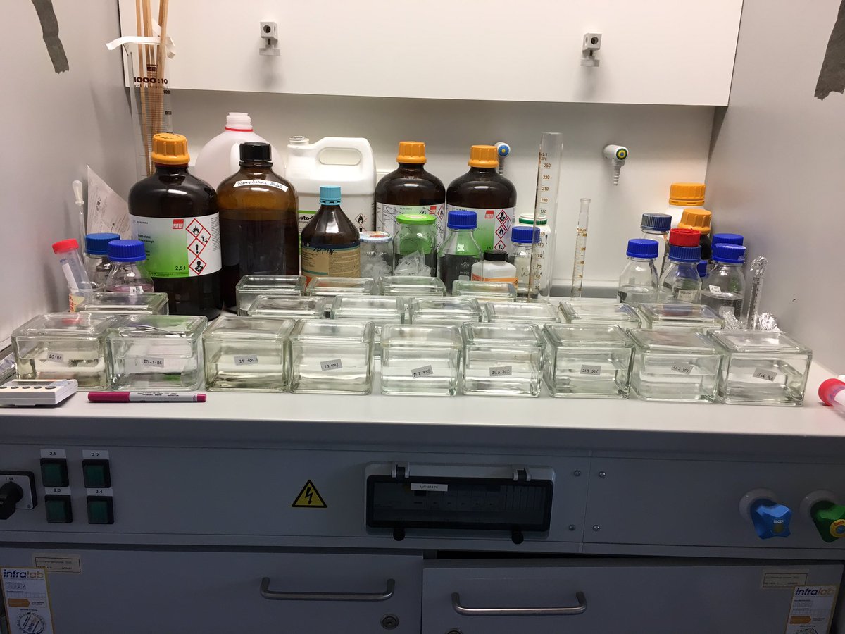 andreagomezfe's tweet image. In situ hybridization running, again ! #fruitdevelopment #arabidopsisthaliana