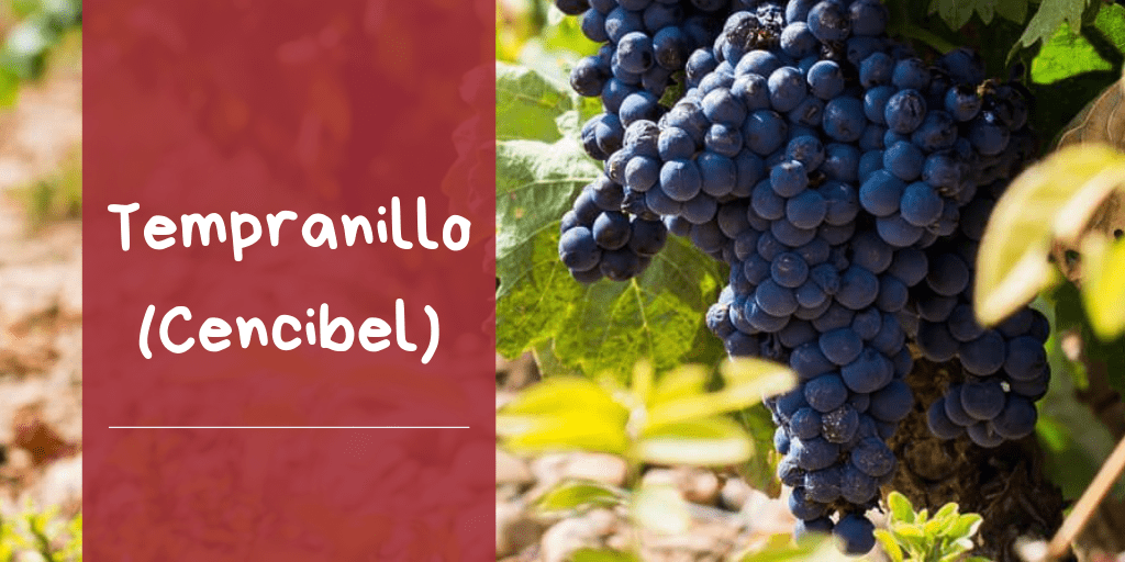 ¿#SabíasQue la variedad de uva #tempranillo, también conocida como #cencibel, es la variedad tinta más plantada en #España con unas 200 mil hectáreas y la segunda por detrás de la blanca airen 250 mil hectáreas? 👇🍇

#Curiosidades #Datos #Información