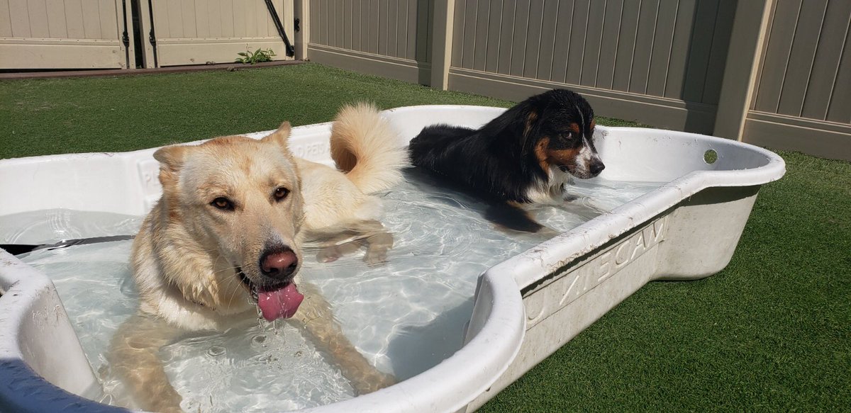 CBWTroy's tweet photo. What’s better than a camp pool pawty?!🐶💦☀️ #CampBowWowTroy #CampBowWow https://t.co/6tQ5YVlGMj