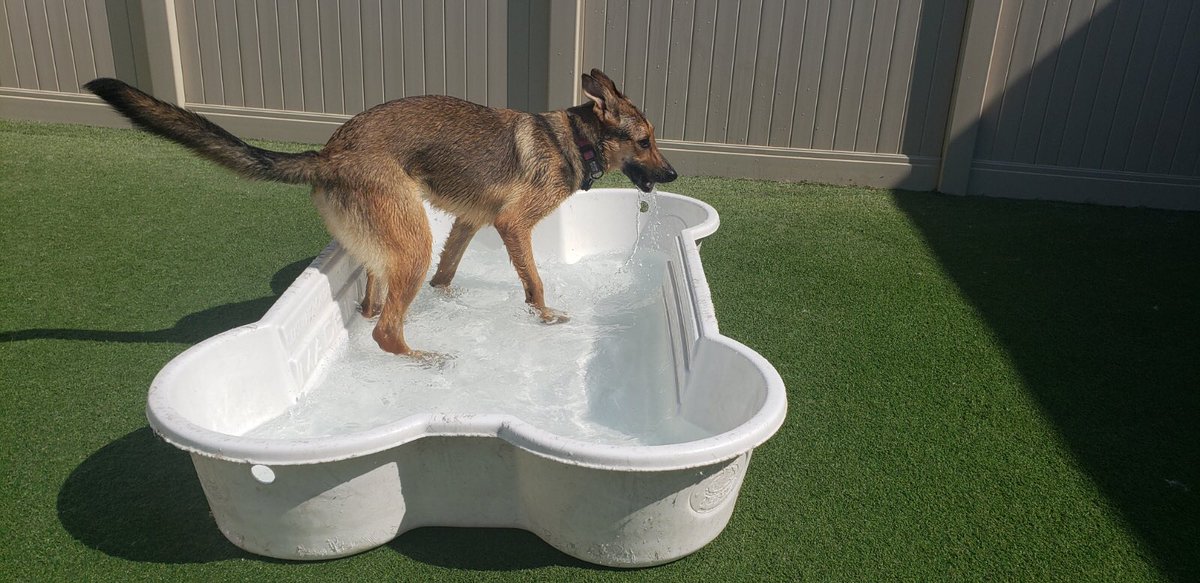 CBWTroy's tweet photo. What’s better than a camp pool pawty?!🐶💦☀️ #CampBowWowTroy #CampBowWow https://t.co/6tQ5YVlGMj