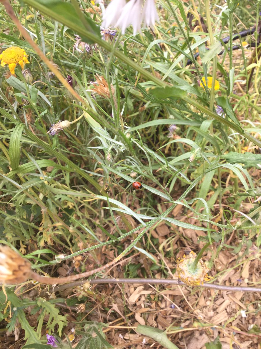 SpringCPS's tweet image. How lucky are we at Springfield, that Year 2 could find and create a ladybird habitat from our own school garden! We found 10 seven-spot ladybirds and 2 Harlequin ladybirds 🐞 #scienceday #year2science #nature