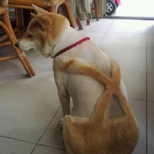 - Cuando tu humano decide ahorrarse el dinero del corte