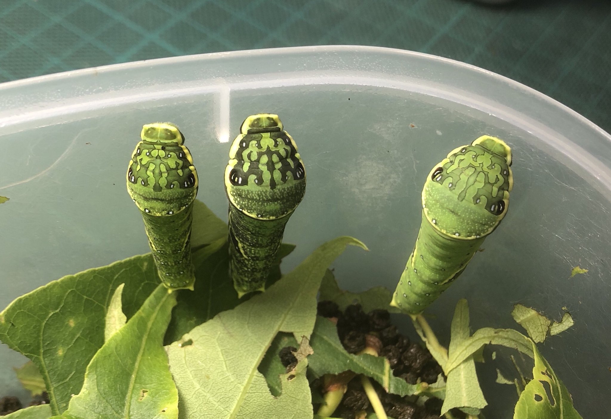 O Xrhsths みっちゃん Sto Twitter ミヤマカラスアゲハとカラスアゲハの幼虫が終齢幼虫になりました 当麻町 T Co Pokwfbyrrq Twitter