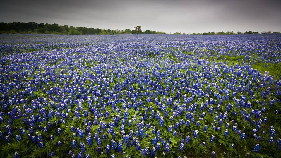 ot7eachweek's tweet photo. @BTS_twt come to Texas we got these things #BTS_TEXAS #BTSxTx https://t.co/YeKgUSxPuN