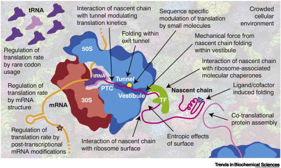 Just released online @TrendsBiochem - our lab's latest review on #cotranslationalfolding, written in collaboration with Chris Dobson sciencedirect.com/science/articl… #proteinfolding #ribosome #energylandscapes @uclbiosciences @ChemCambridge @wellcometrust #openaccess