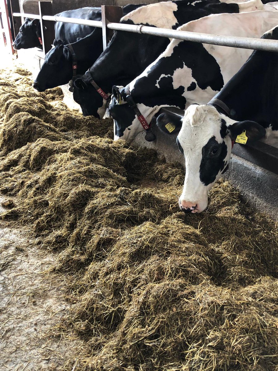 specialistnutri's tweet photo. Cows in Tyrone with a mix of grass silage, straw pellets and Creidextra. The farmer has reduced the protein level in his ration due to high protein content of Creidextra. Call 051 833071 for more details #Creidextra #highprotein #grasssilage #strawpellets https://t.co/g12pvBnbb2