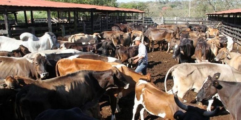 10 de julio: "Día de la ganadería". 🐮
"No es ganadero el que posee ganado, sino el que vive de lo que éste produce"
#Afición #Sacrificio
#AmorPorLoQueUnoHace