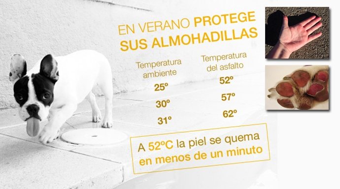 En días de 🌞 y calor, protege las almohadillas de tu “peludo” del asfalto caliente.

¿Conoces la regla de los 5 segundos?

Pon el dorso de tu mano sobre el asfalto durante 5 segundos, si no resistes este ⏱️, no saques a tu 🐶 a pasear, le puedes causar lesiones en sus patitas.