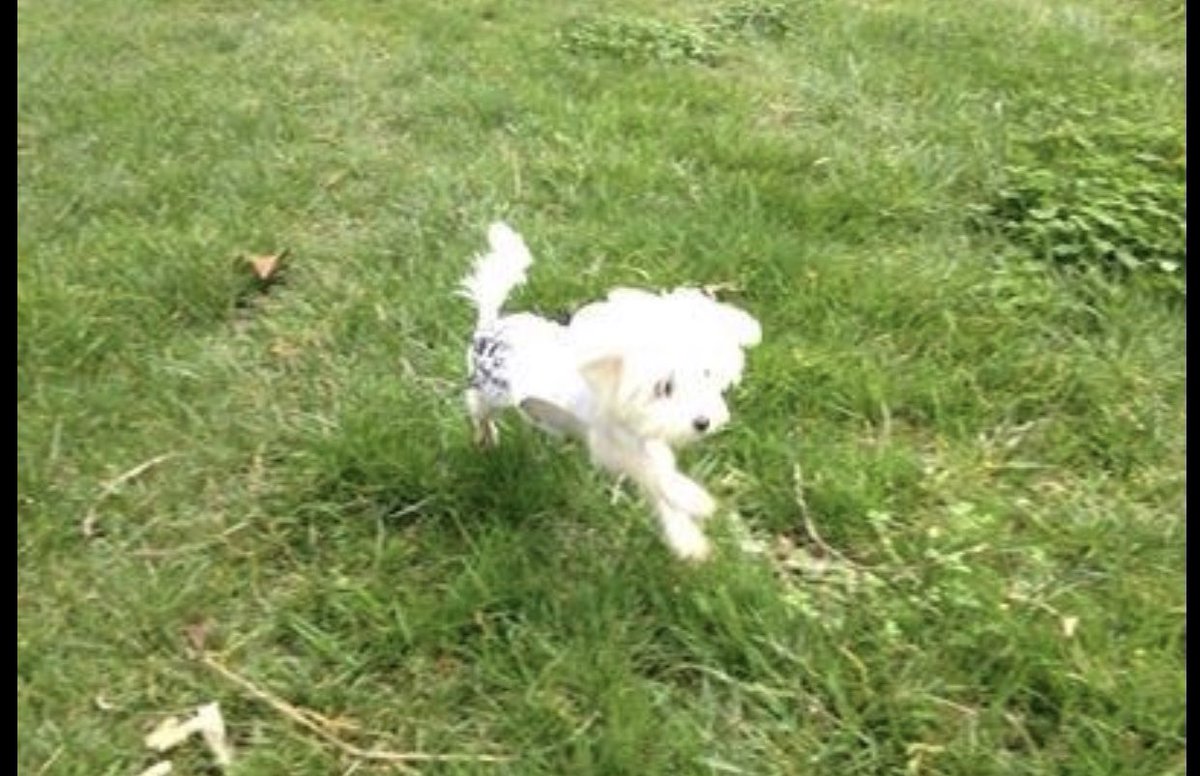 EieshaW's tweet photo. Baby Gabby at only a few month! #puppylove https://t.co/MMYzqqt5MJ