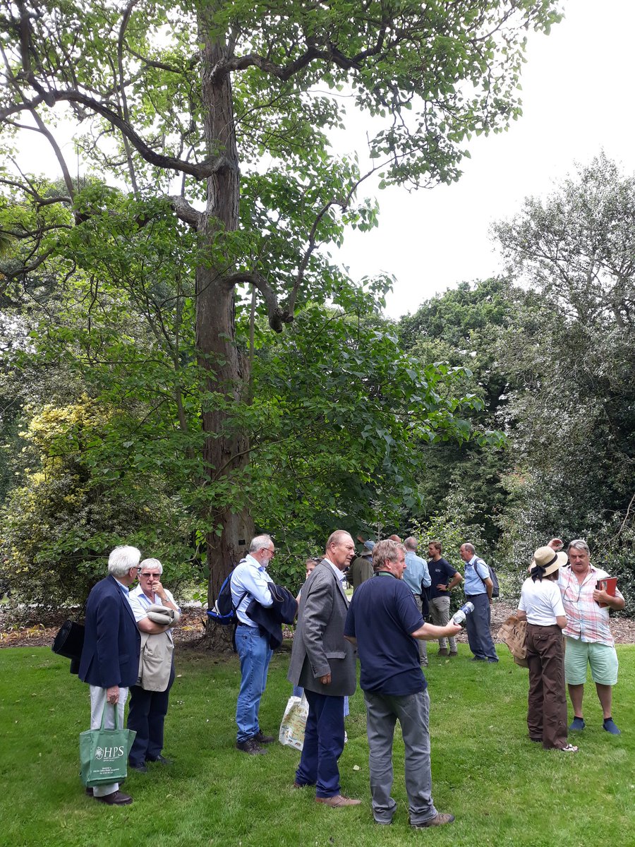 WoodyRhs's tweet photo. Members of the RHS Woody Plant Committee gathered under an old Catalpa bungei at #kewgardens collected by Ernest Wilson (as seed) about 110 years ago. https://t.co/4WQDEeRgOi