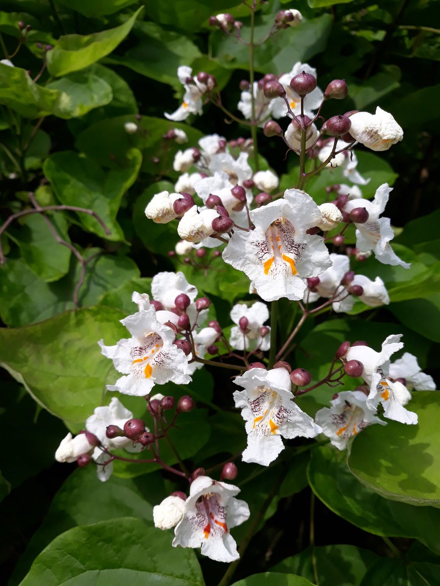 WoodyRhs's tweet photo. The American Catalpa bignonioides is the best-known member of the genus, cultivated in the UK since the 1700s, but it really misses the summer heat of its native eastern USA. https://t.co/FCDAfOyORD