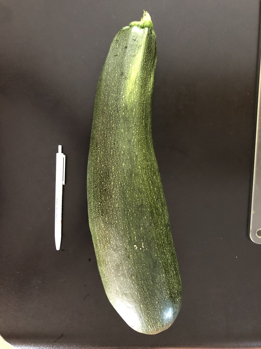 Here’s an awesome zucchini. Normal size pen for comparison. Mom was complaining that the zucchini weren’t growing but missed this nutrient sucker.