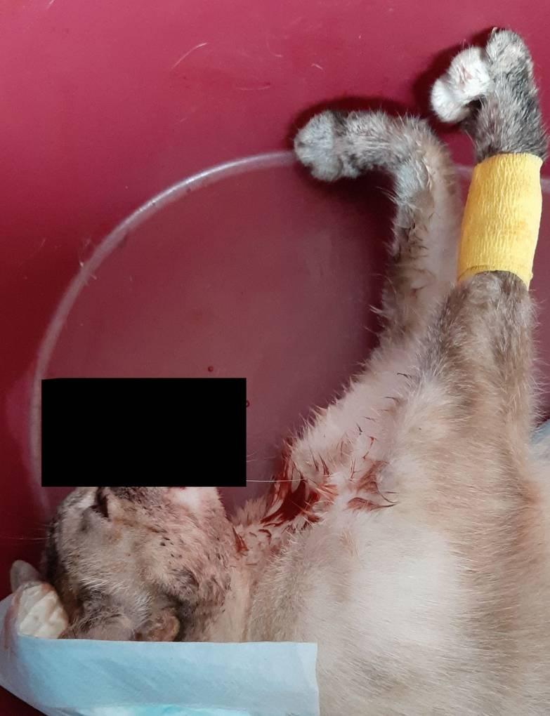 SourKylo's tweet photo. ⚠️ RT ⚠️
Mi gata se ha caído de un 4o, resultando en fractura de pata, mandíbula, paladar, anemia y fallos en el hígado. Me sabe terrible pedir esto pero estoy en una situación económica malísima en este momento, lo poco que tenía ahorrado para poder mudarme está yendo para Noah https://t.co/3GqfJM6My6