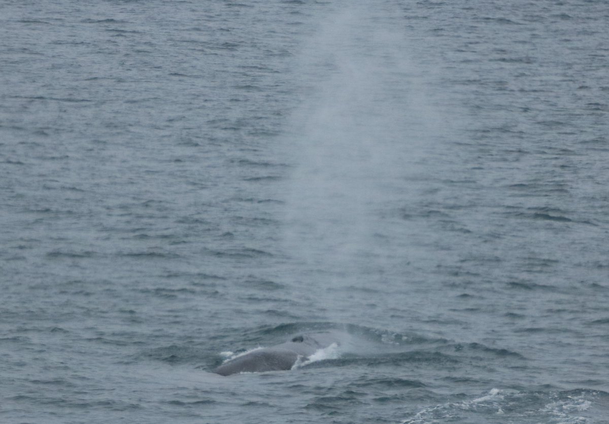 Fantastic first couple of days on #WESPAS2019 with a Great Skua stealing food off of a Gannet and a Fulmar. Great Skuas are known for kleptoparasitism but it was thrilling to see it up close and personal we also had juvenile Fin whales 😍#Seabirds #Bonxie #MMO #RVCelticExplorer