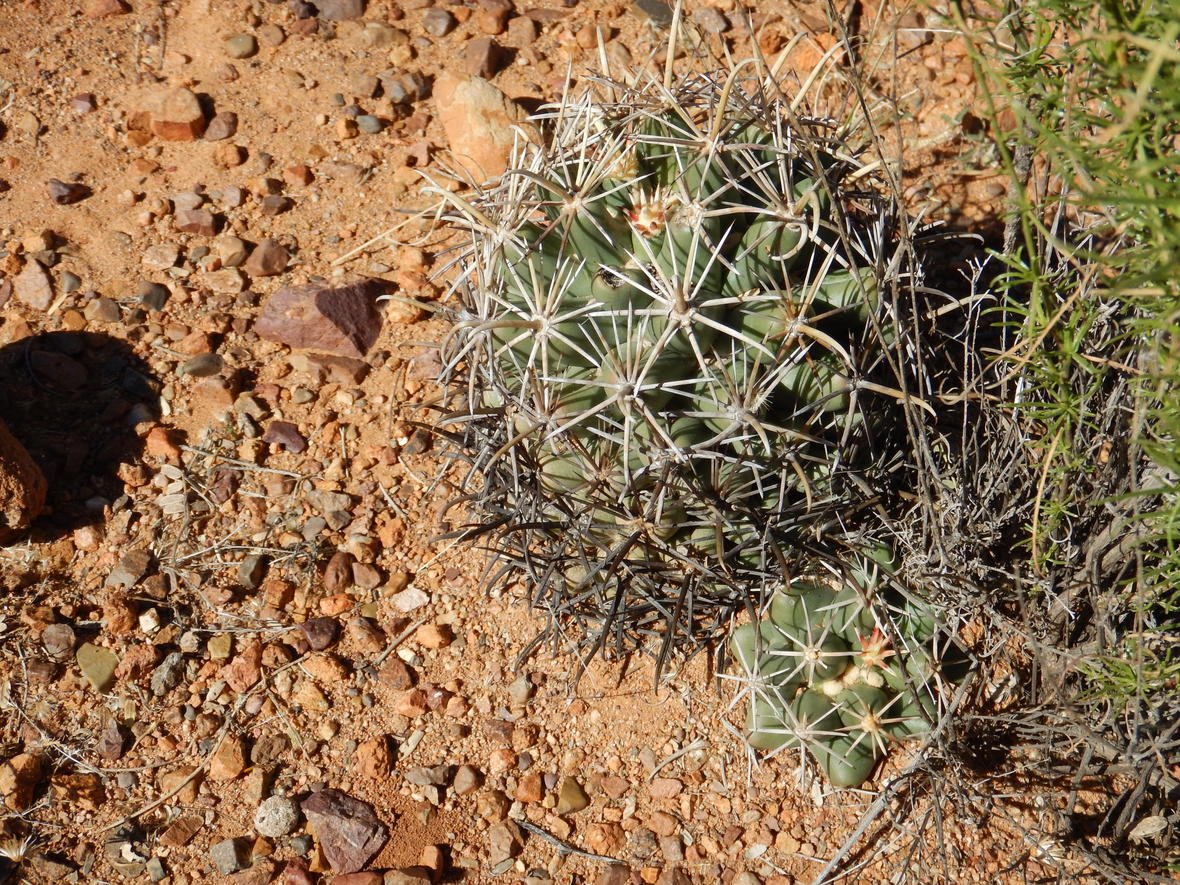 USGS's tweet photo. It's National Pina Colada Day! In honor of the sweet, frosty beverage, here's a photo of a Pima pineapple cactus in Arizona. #USGS #Science #Desert #notdessert #nationalpinacoladaday https://t.co/g3X2CbzBz3