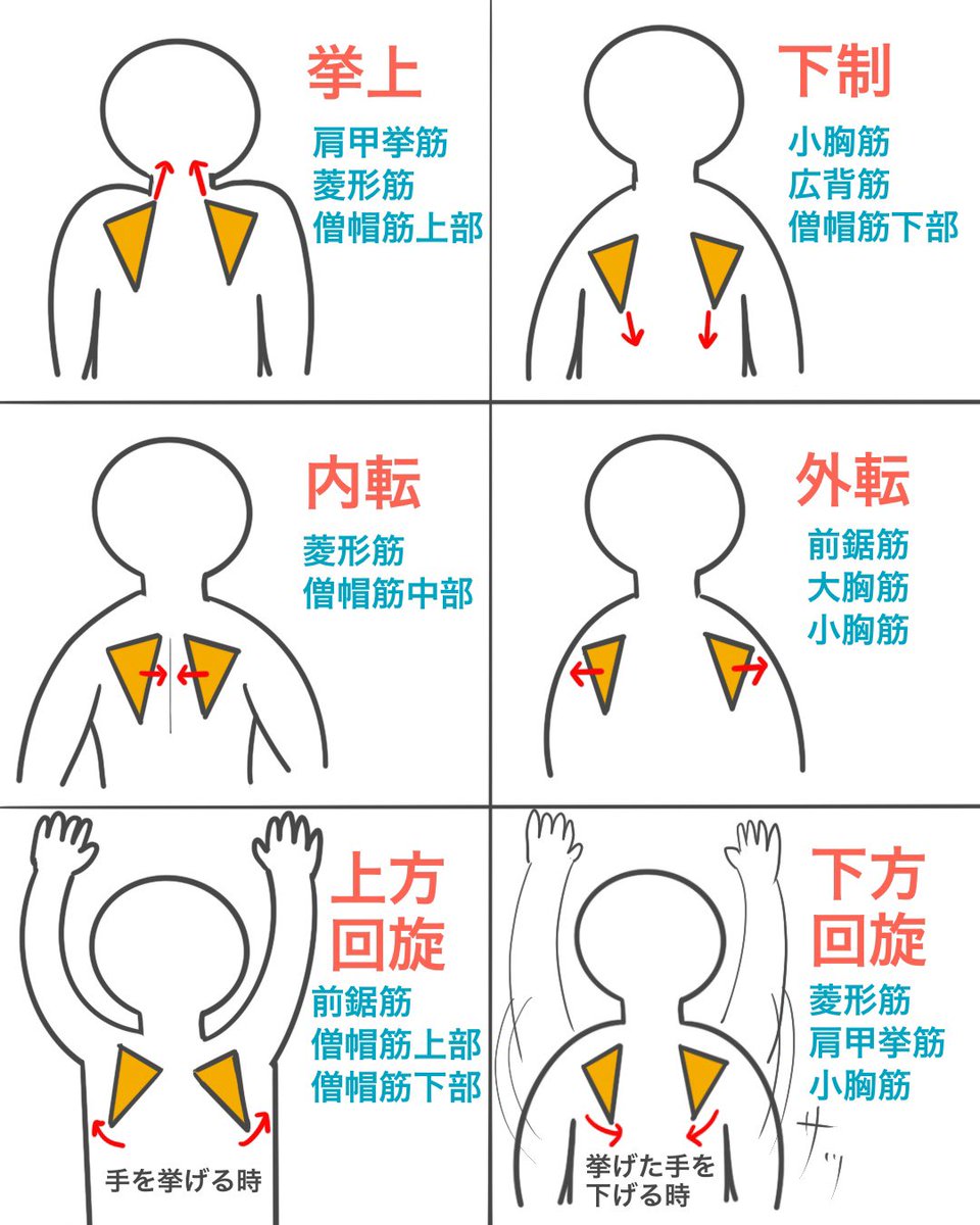 ゴロ 解剖生理イラスト در توییتر イラストで分かる 肩甲骨の動き 筋肉 肩甲骨の挙上 下制 内転 外転 上方回旋 下方回旋