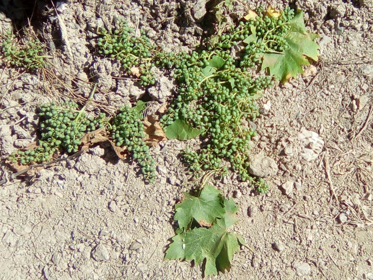DomaeVincendeau's tweet photo. Côté météo on appelle ça "une très belle journée" ☀☀... mais la vigne, elle, a besoin d'eau 🌧 pour pousser, surtout dans les coteaux. Interdiction d'arroser. Travail délicat : #eclaircissage (manuel) pour assurer qualité de la vendange et pérennité de mes jeunes #GrolleauNoir https://t.co/IKpeELuzgF