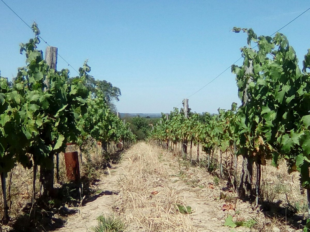 DomaeVincendeau's tweet photo. Côté météo on appelle ça "une très belle journée" ☀☀... mais la vigne, elle, a besoin d'eau 🌧 pour pousser, surtout dans les coteaux. Interdiction d'arroser. Travail délicat : #eclaircissage (manuel) pour assurer qualité de la vendange et pérennité de mes jeunes #GrolleauNoir https://t.co/IKpeELuzgF