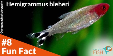 EncycloFish's tweet photo. 🤠 Fun Fact N°8 
Did you know that there are actually three species of Firehead: Hemigrammus rhodostomus, Hemigrammus bleheri, and the false Firehead, Petitella georgiae ?

Here the complete card:
https://t.co/jAKTJ6SPK6
See you soon ! 👋
#encyclofish #fish #hemigrammus #Firehead https://t.co/YZy9tx1rZk