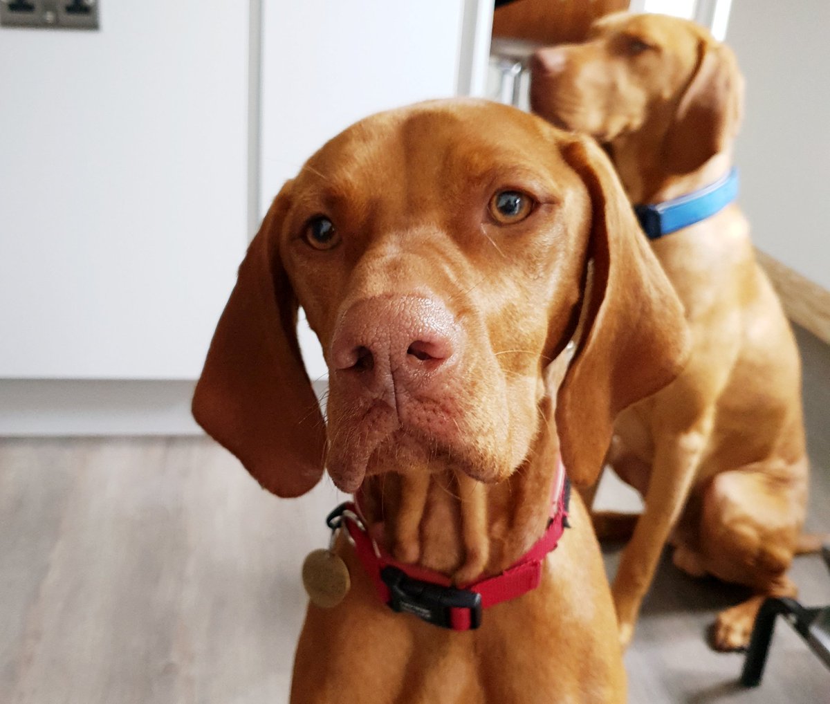 'So then Caroline, what are you doing in our home today' woof 🐶....🗨'I'm here to take photos of the beautiful kitchen that <a href="/InteriorsLeger/">Leger Interiors</a> designed and installed in your lovely home - if that's ok with you 2 handsome fellas' 😉

#LoveMyWork #digitalmarketing #SocialMediaPhotos