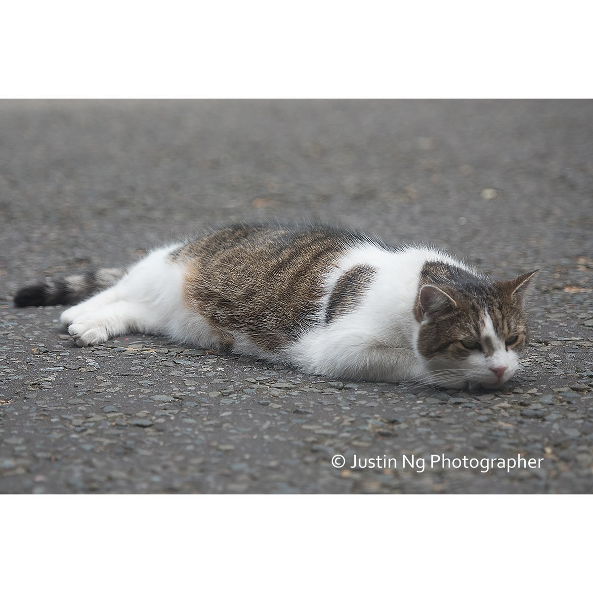 justin_ng's tweet photo. So @Number10cat went full Blue Steel today for us. I swear bud you are Derek Zoolander's former cat. https://t.co/a8KBdbSqtj