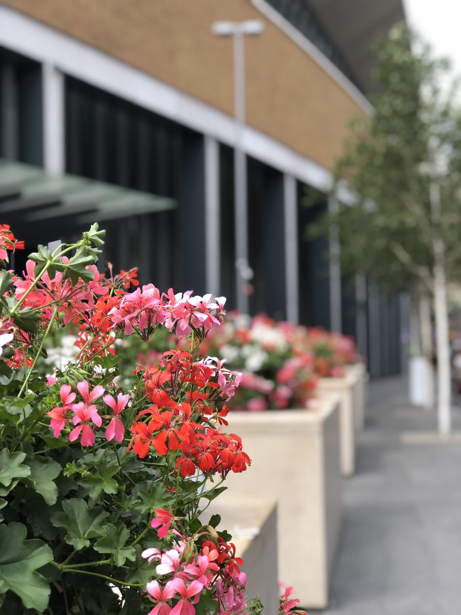 TeamLondonBdg's tweet image. TLB are painting the town red (&amp;amp; pink + white)! 🌸🌺 Who’s spotted our flower boxes brightening up Tooley Street today? Thanks to @CJSPlants for these blooming wonderful arrangements 😊💚 #urbangreening #SE1 #flowerpower @NetworkRailLBG #londonbridge