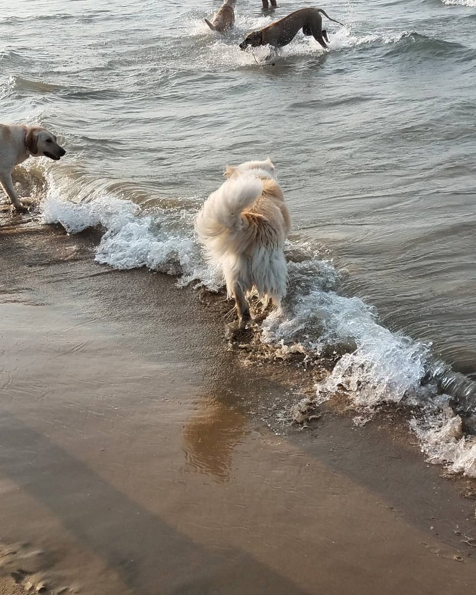 Nothing is more majestic than summertime Linus at the beach. #Linus #GoldenMutt #mutt #dog #fluffy #cute #chicago #model #beach #beachbod #dogbeach #montrosebeach #montrosedogbeach  #dogsofchicago #petsofchicago #whitegermanshepherd #summer #summerlook #goodboy #summertime