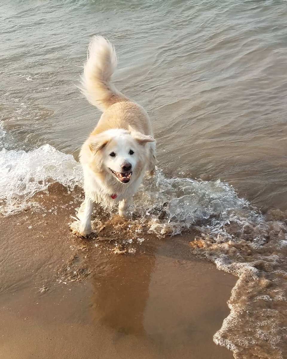 TravelByBubble's tweet photo. Nothing is more majestic than summertime Linus at the beach. #Linus #GoldenMutt #mutt #dog #fluffy #cute #chicago #model #beach #beachbod #dogbeach #montrosebeach #montrosedogbeach #dogsofchicago #petsofchicago #whitegermanshepherd #summer #summerlook #goodboy #summertime https://t.co/dLNGXIDiOn