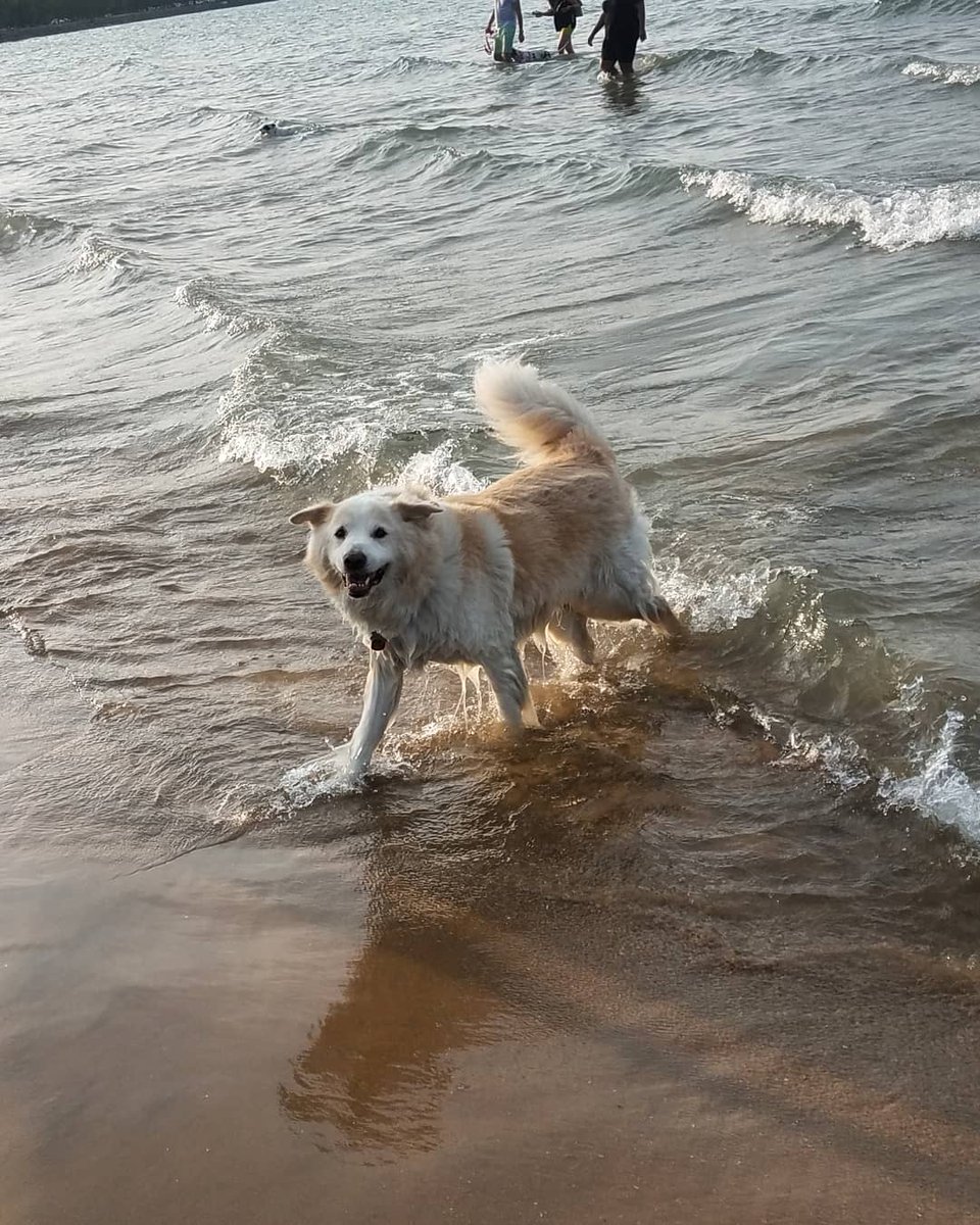 TravelByBubble's tweet photo. Nothing is more majestic than summertime Linus at the beach. #Linus #GoldenMutt #mutt #dog #fluffy #cute #chicago #model #beach #beachbod #dogbeach #montrosebeach #montrosedogbeach #dogsofchicago #petsofchicago #whitegermanshepherd #summer #summerlook #goodboy #summertime https://t.co/dLNGXIDiOn