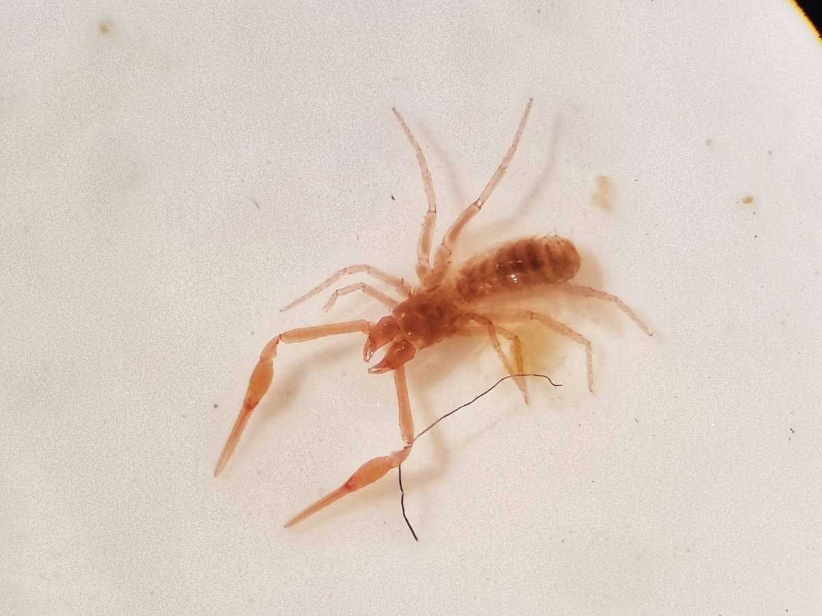 KarstEntomology's tweet photo. We have been back a couple of months from fieldwork but that does not mean the work slows, In fact the work has on really just begun on may aspects of the project.
Last nights exciting discovery: Our first Troglobiont Pseudoscorpion from trap material!
#KarstScience #labwork https://t.co/w0F6mmEBym