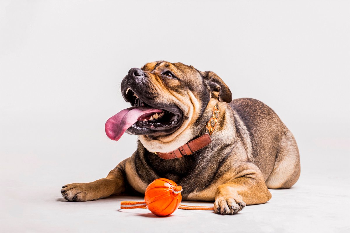 CentroPet's tweet photo. 6 Consejos para Ejercitar a tu Perro en Invierno #BuenMiercoles https://t.co/uM7O6HxufV https://t.co/vQmTecO3Tb