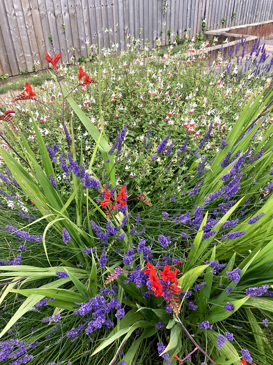 Pollen8Cymru's tweet photo. Great to be back @stpaulsprm #Cardiff today thanks to @ndeducation - the #pollinator 🦋garden is looking beautiful and #bughotel only has a few vacancies.   Lovely to see the @pharmabees @cardiffuni project lives on 🐝🐝 https://t.co/FH49xhbyq1