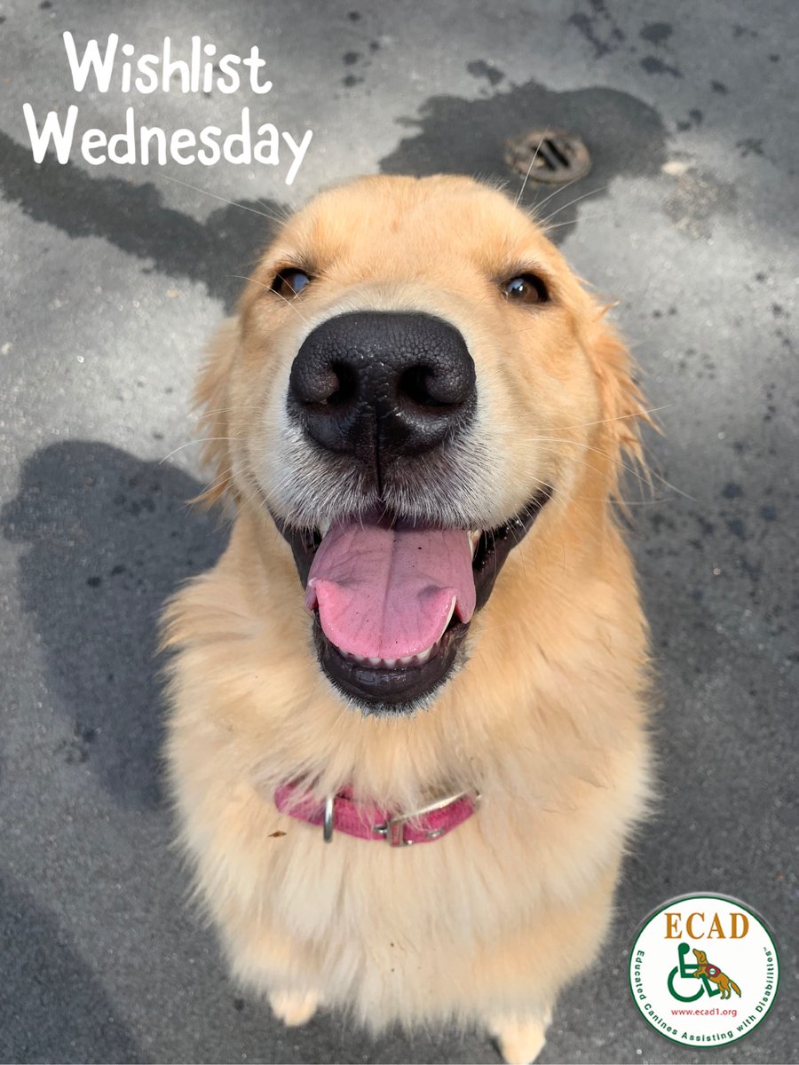 ECADServiceDogs's tweet photo. It's Wishlist Wednesday and #Charity wishes for some new Nylabones for her and her friends. Who could resist that cute smile on Charity's face? This #WishlistWednesday #HelpDogsWhoHelpHumans by purchasing a Nylabone here: https://t.co/xUhBKRSdj8 https://t.co/kTh44BDqAW