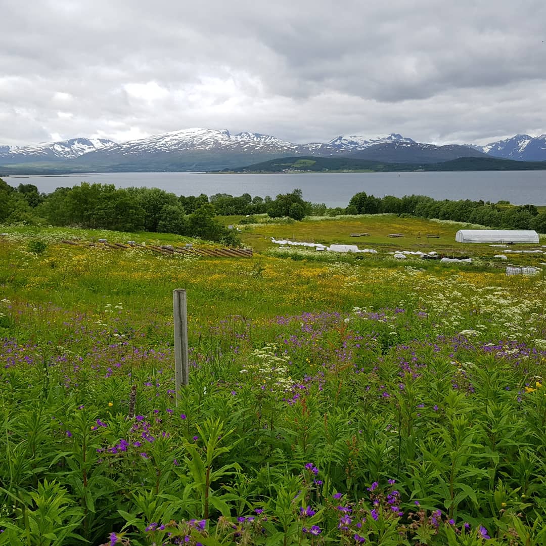 pri90trivedi's tweet photo. When my work involves searching for bilberries in forests #bilberries #tromso #waxproject https://t.co/V1Gdj4koFD