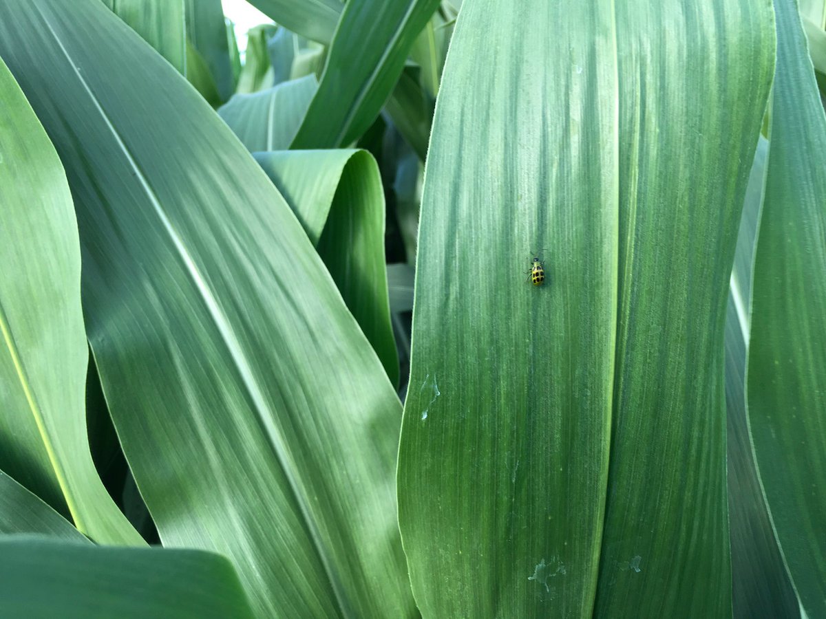 meyer_russell30's tweet photo. Rootworm beetles emerging on heavy corn on corn acres in Cumming county 👎👎 https://t.co/NMufOVWBjO