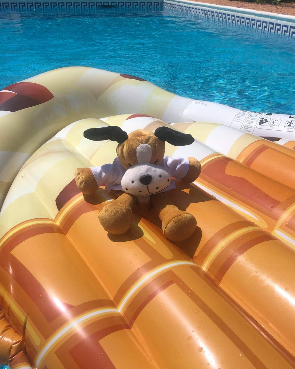 CVResidential's tweet photo. Today's weather has #careydog reminiscing of sunnier times ๐ He can't wait to see where he ends up next ๐๐๐ #careytravels #cvsummer https://t.co/EjzrRH4W9M