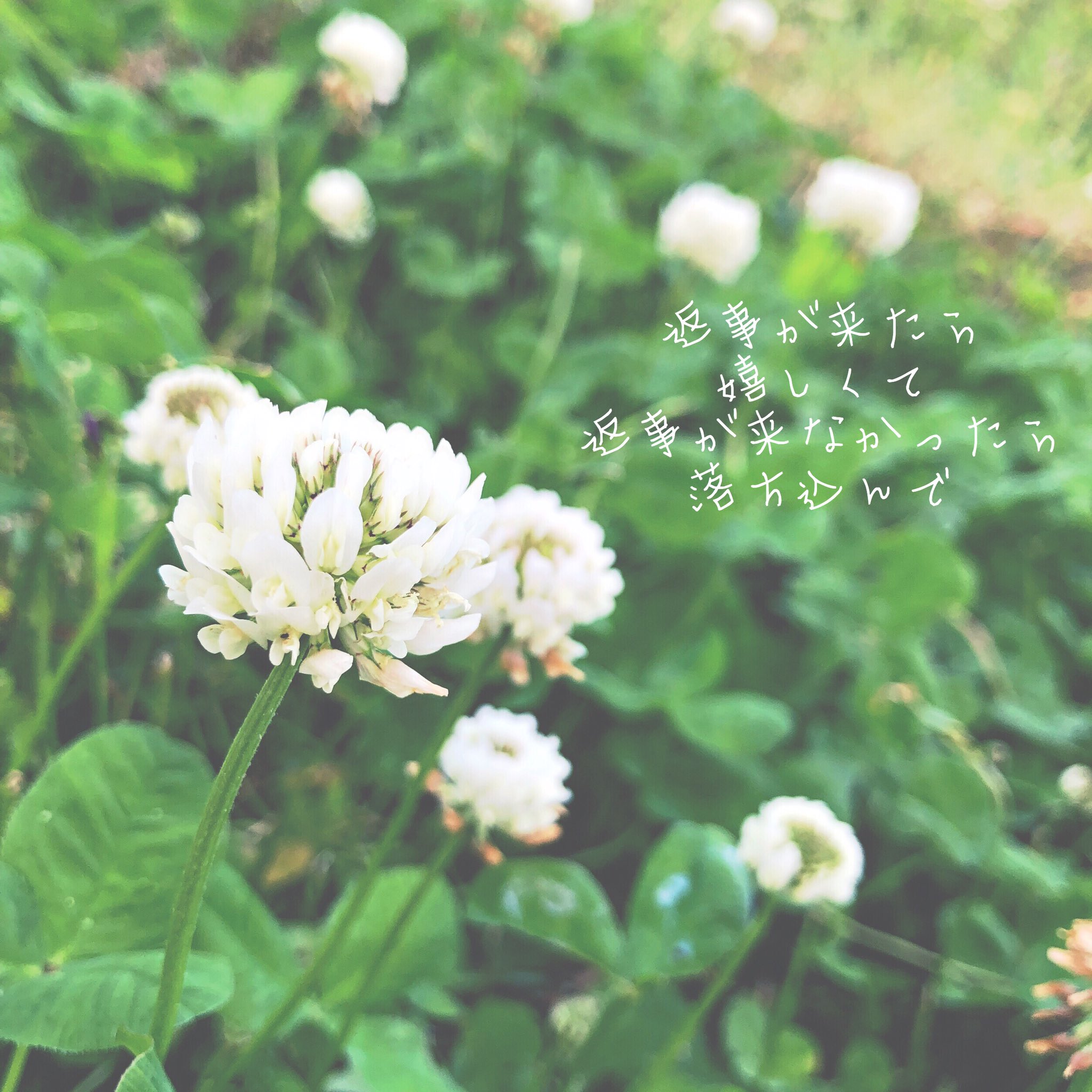 Flower Flower Natsu Twitter