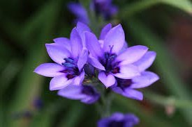 Letter_flowers's tweet photo. ◆バビアナ◆

日本ではホザキアヤメとも呼ばれてる花。

青紫色や赤紫色の色をした花弁をしており、花自体は小花を咲かせます。

花言葉は『離れる愛』 https://t.co/EBCjXLPyxF